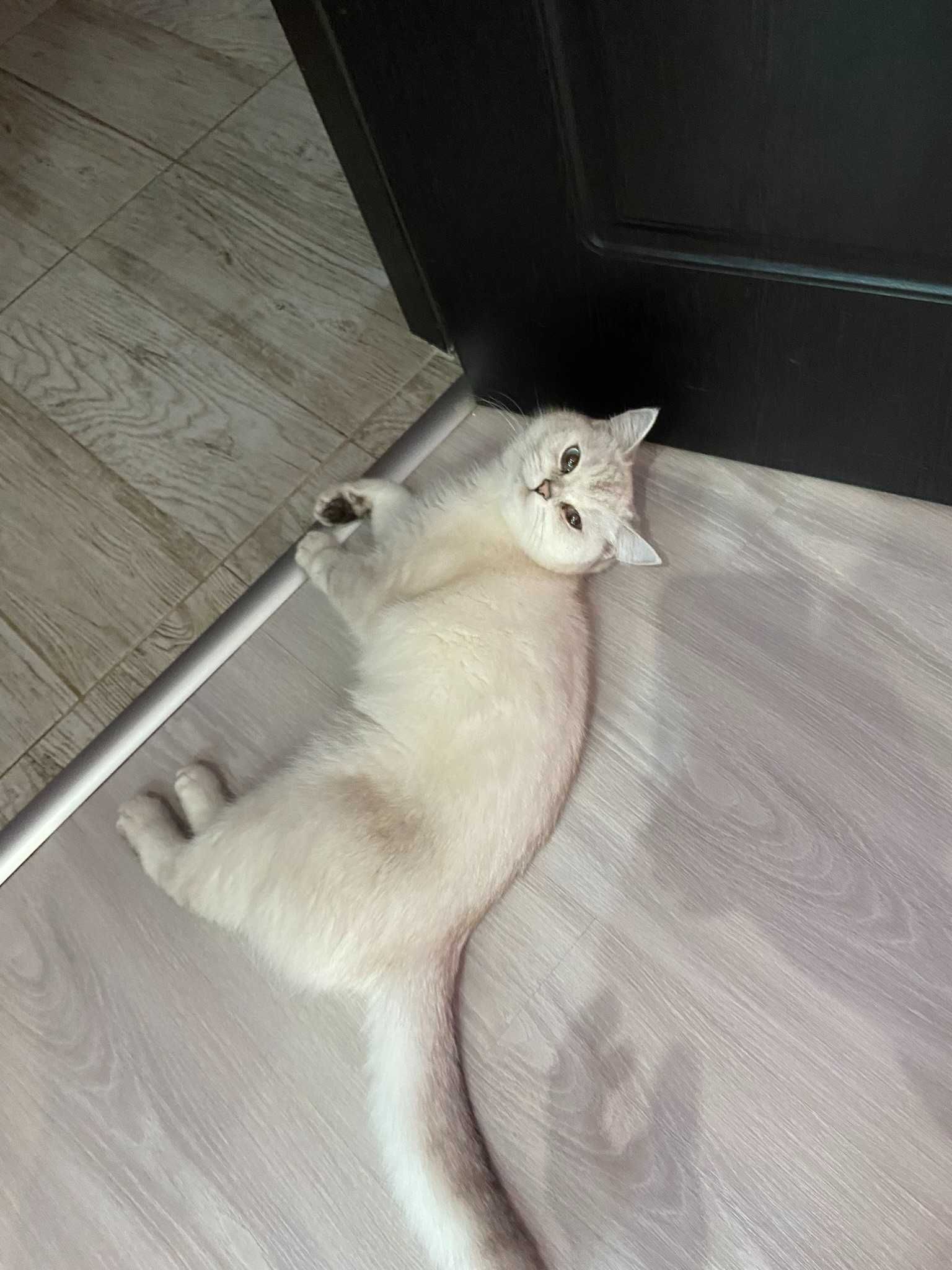 Родословна британска късокосместа котка Сребърна чинчила