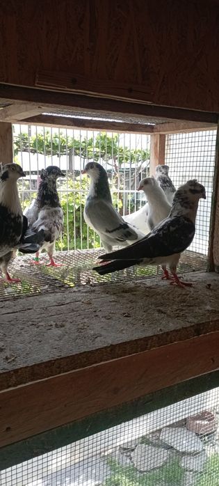 Vând porumbei jucători de Amara