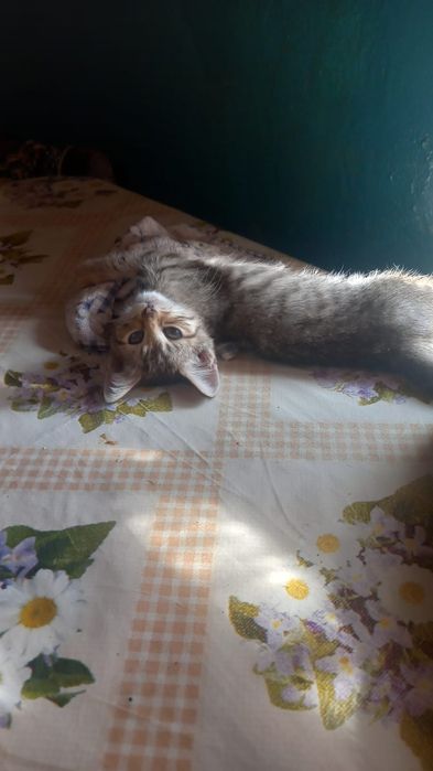 Отдам котят срочно