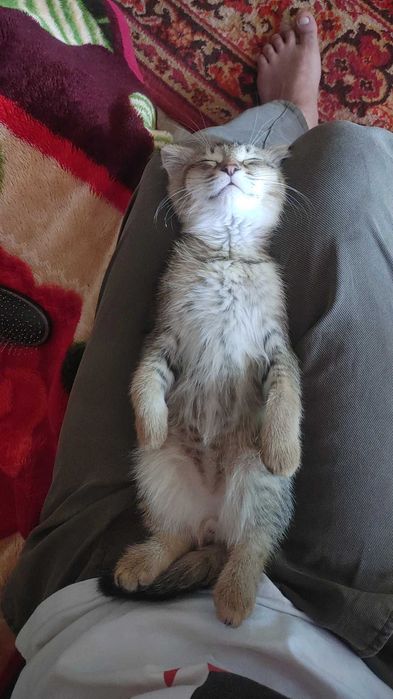 Zolataya wenwilla skotch fold