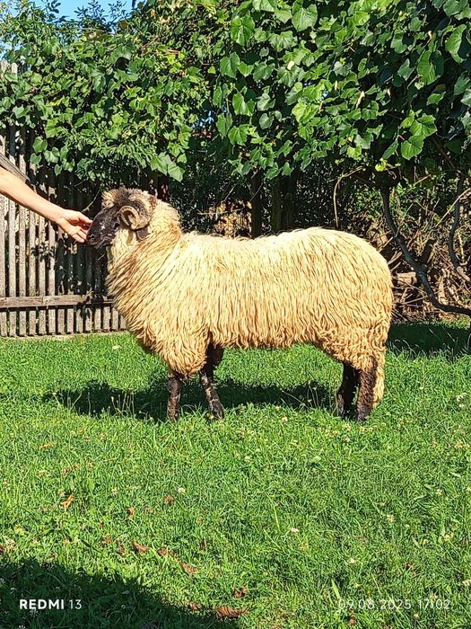 Vând schimb berbec bucălău mior