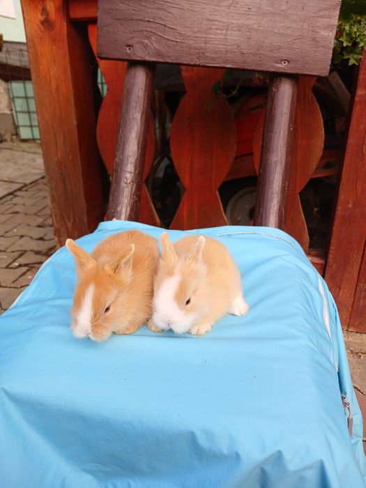 Iepurași Cap de leu cu ochii albaștri