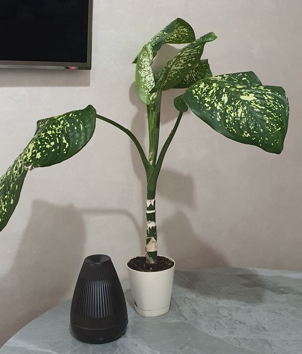 Продам Диффенбахию