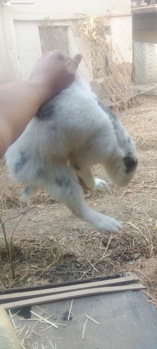 Quyon sotiladi arzon