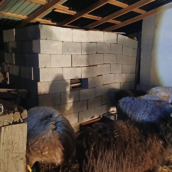 Қой сатам 450 мың