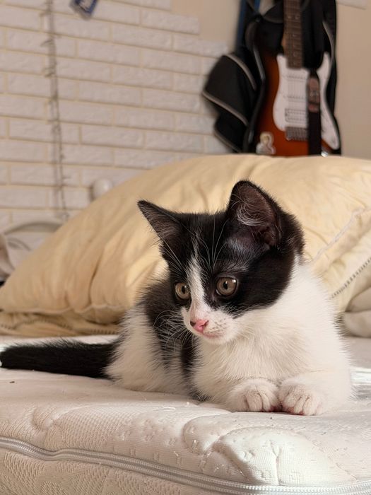 Черно-белый Котенок