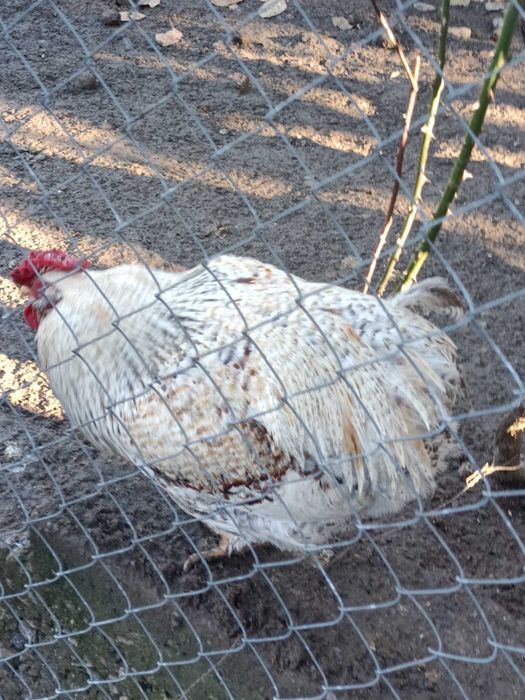 Cocosi de curre de vânzare Bascov Labusesti Arges