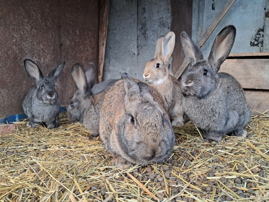 Продам 3 месячных кроликов