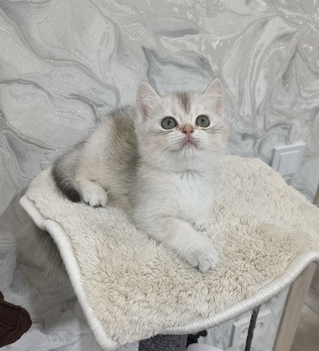 Продаётся серебристые шиншилла мальчик на голубом золоте
