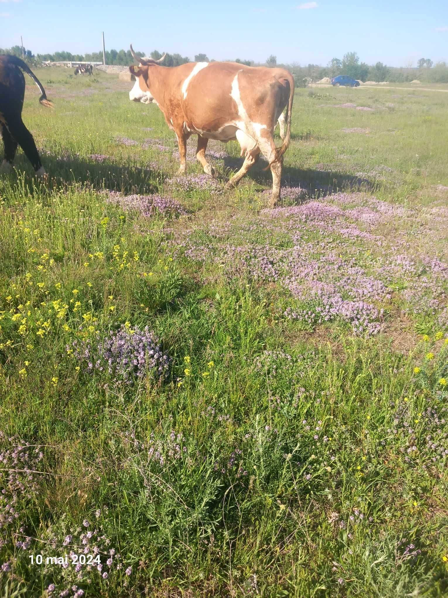 Vaci bune de prasila