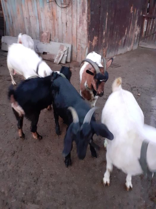 Capre Anglo-nubiană