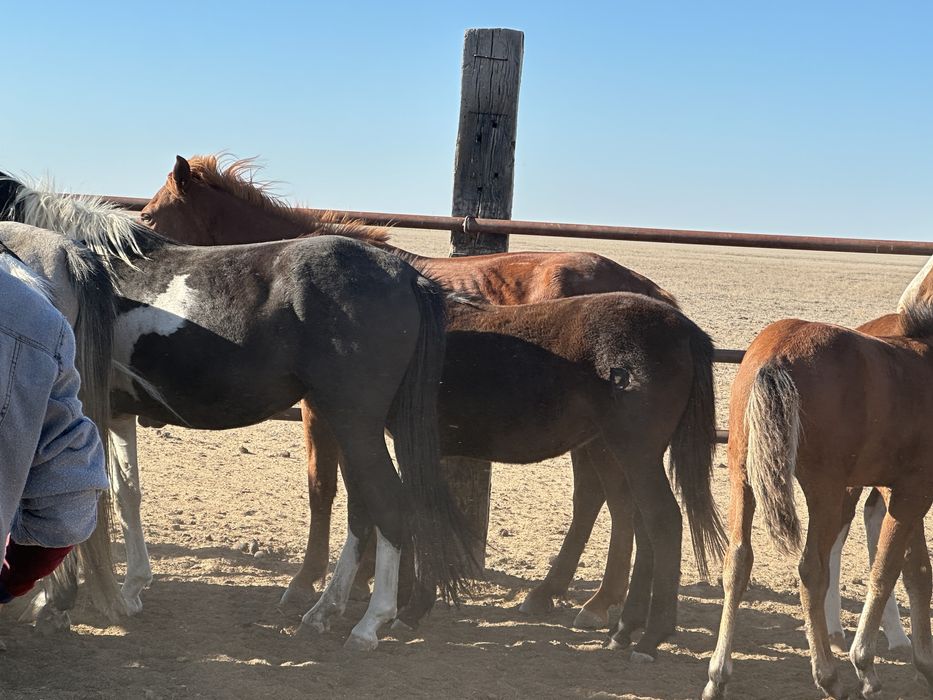 Соғымға жабағылар сатылады