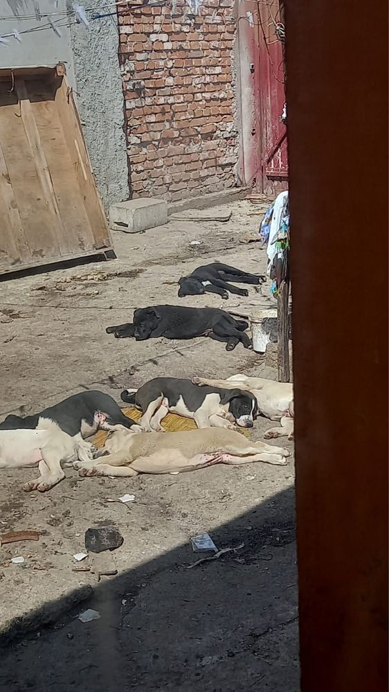 Catei pentru adoptie
