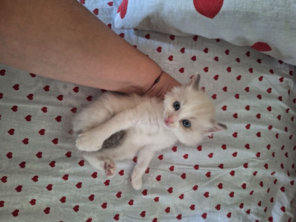 Сиамские котята.