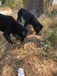 Donez doua catele rottwailar