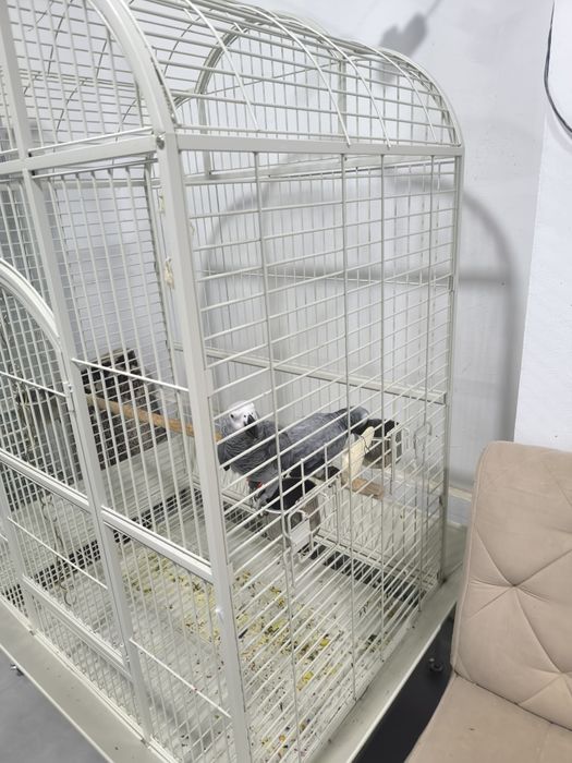 Срочно продам китайский вальер