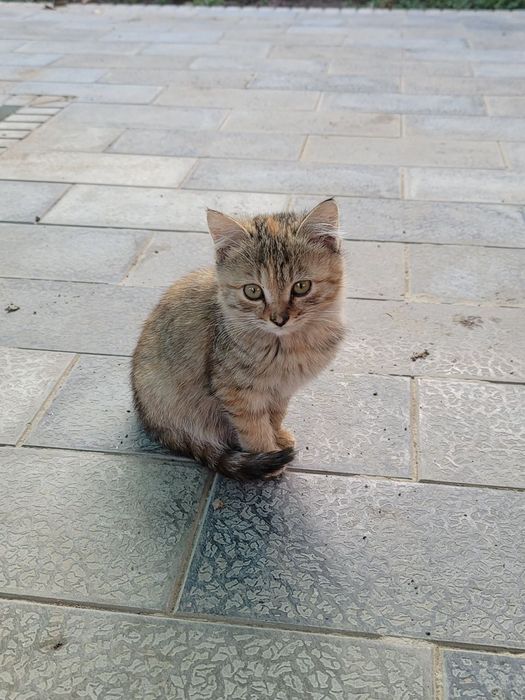 Котята, 3 месяца