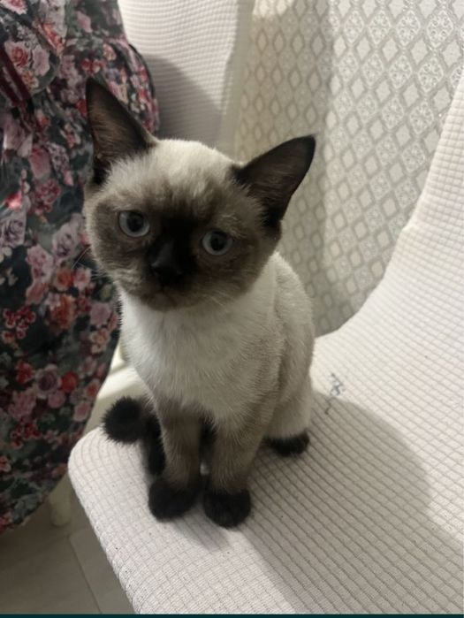 Кошка британский продам