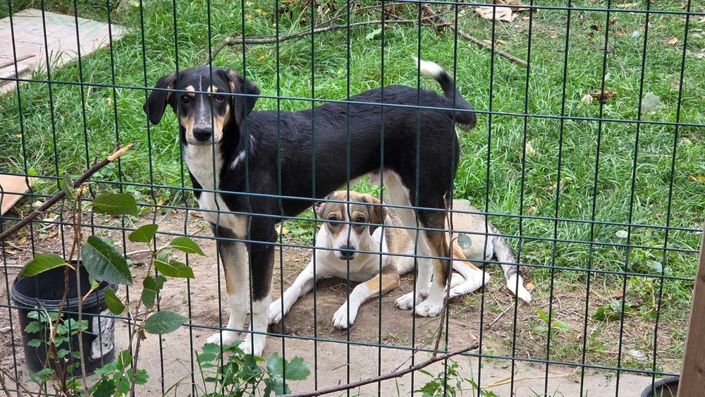 Caini pentru adoptie