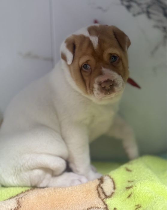 Продаеться деочка Шарпей