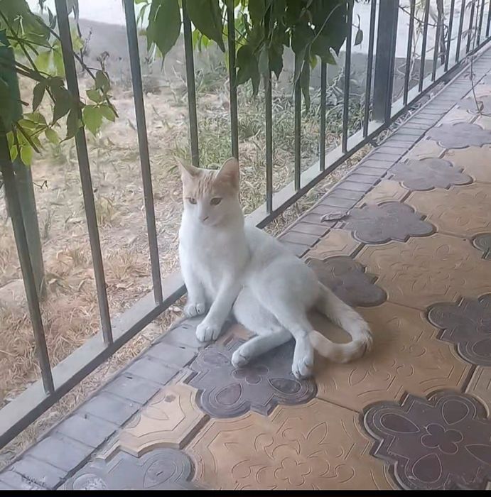 Mushuk yo‘qoldi, yordam berib yuborilar iltimos.