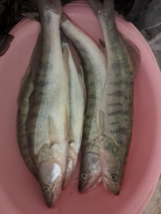 Судак замороженный 1 кг