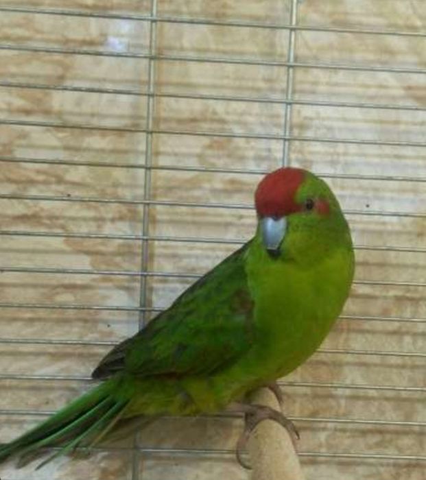 Продаётся птенец Какарика.