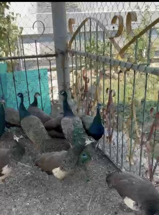Продам павлины .