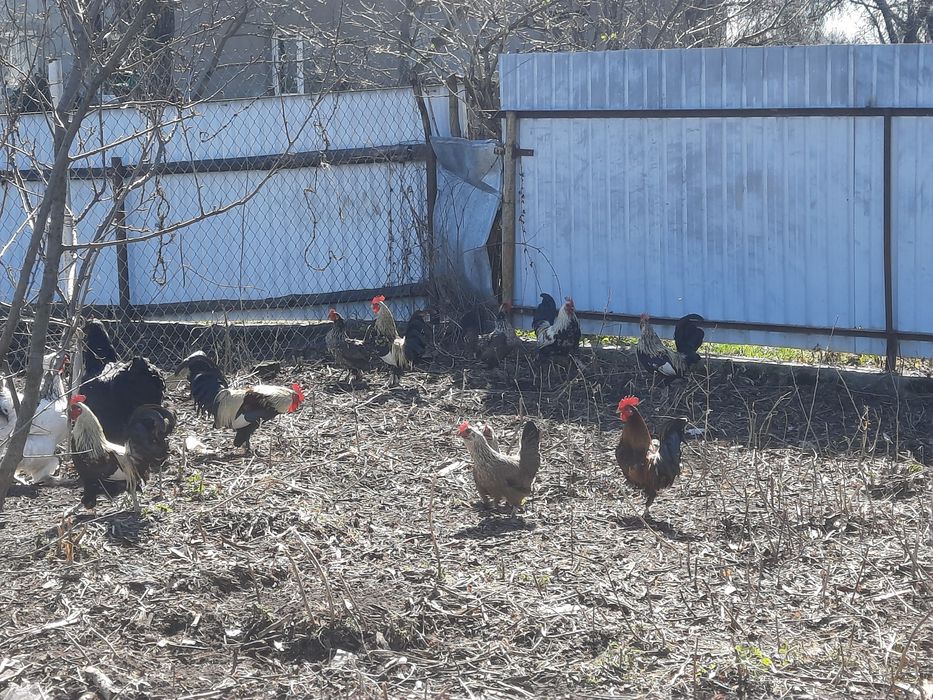 Vând cocoșei americani !