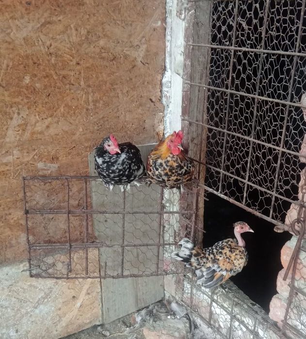 Vând perechi de pitici garlejate