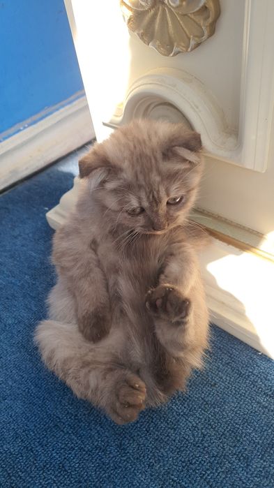 Пушистое счастье ждет вас ...