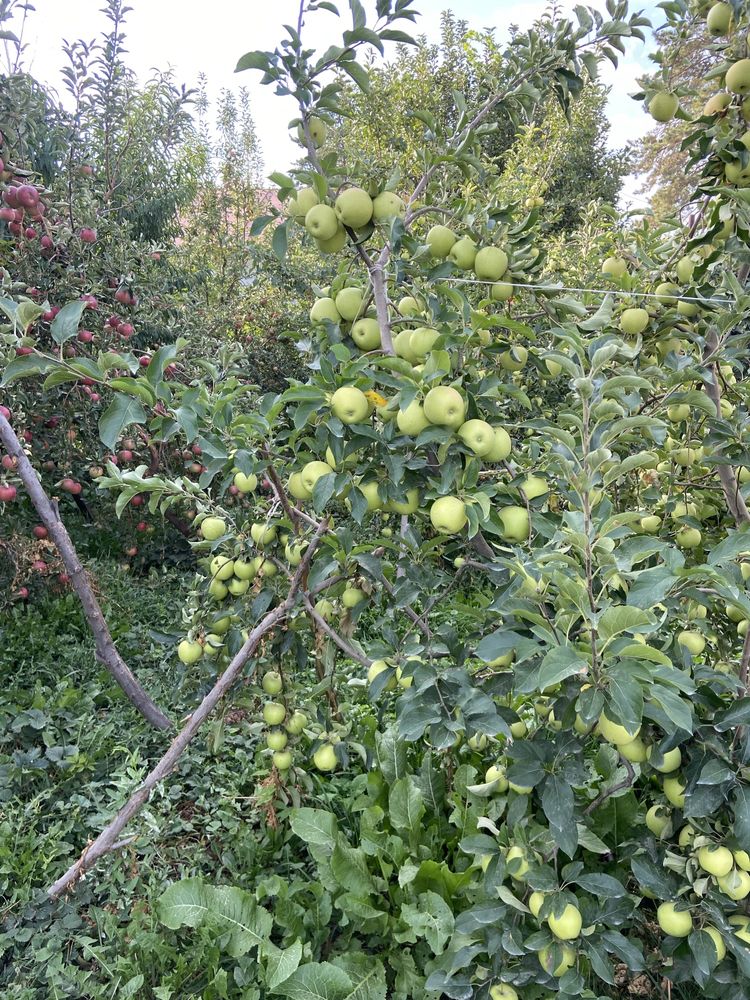 Яблоки - айдарет и золотое