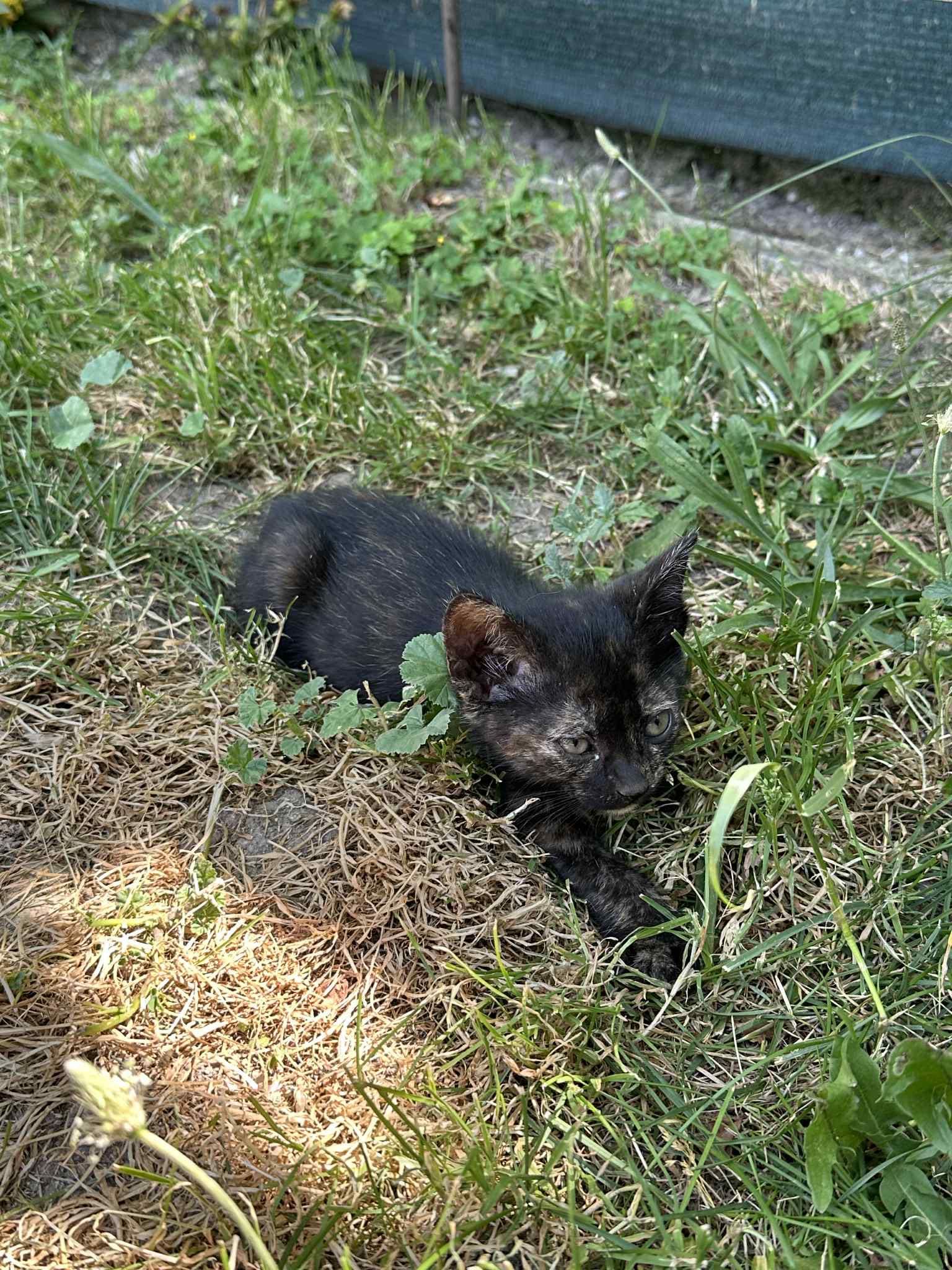 Подарявам котета