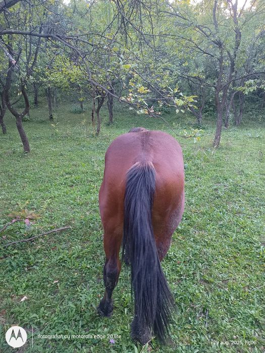 Vând iapă și armăsar