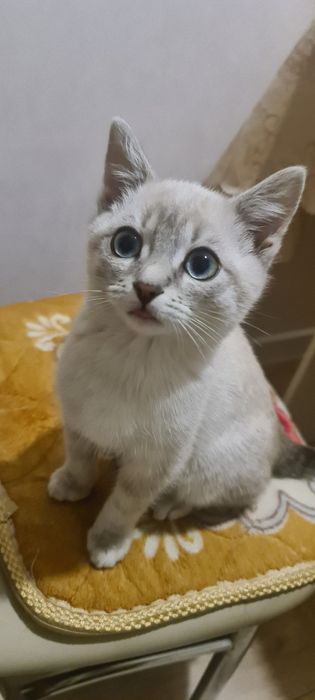 В Самые Добрые руки котёнок