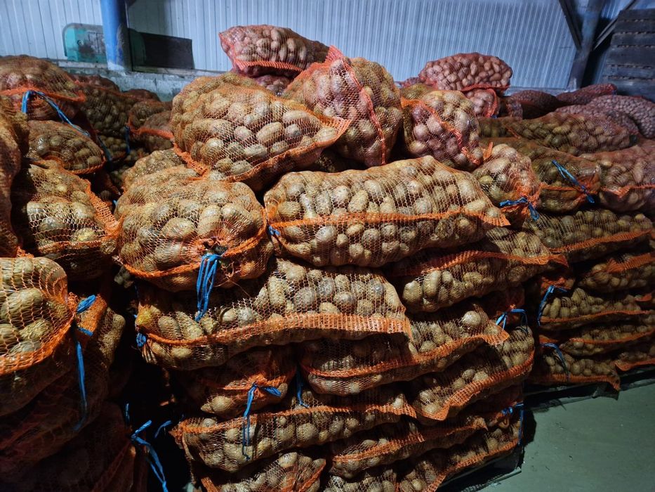 Vand cartofi consum, de samanta, animale, ceapa