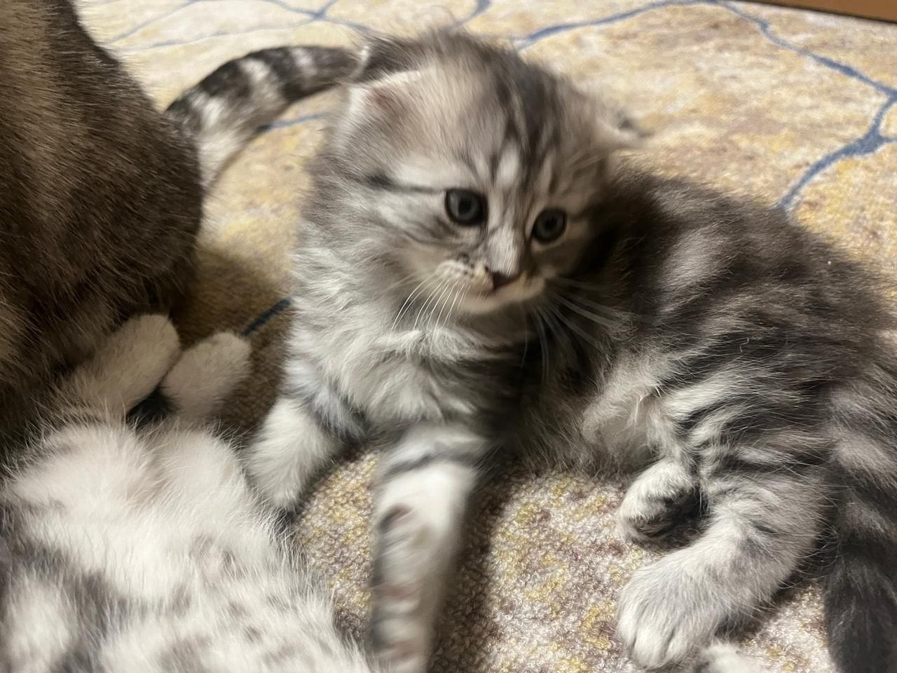 Продаётся котёнок.британец