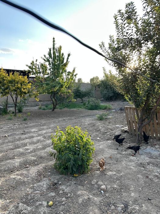 Тошкент ТУ.ташми  постидан.7 к м   50.йиликда жоелашган. 6.су́т .бу́лб