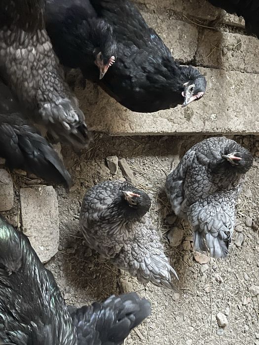 Australorp gaini