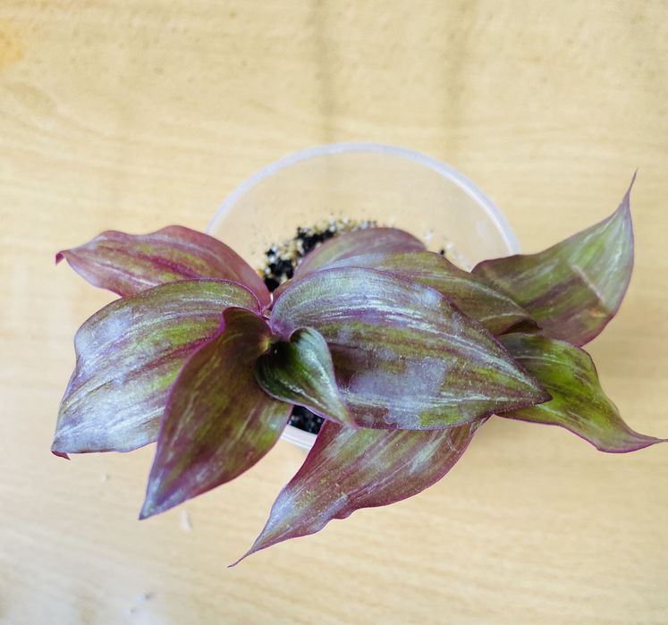 Традесканции