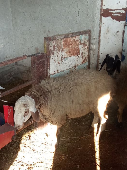 Qóy sotiladi kelishilgan narxlarda