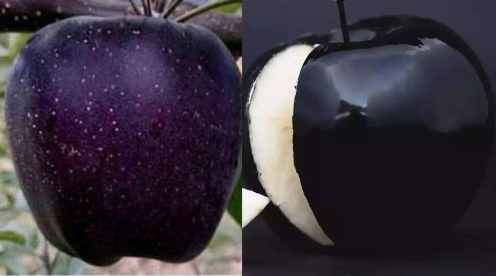 Pomi Fructiferi deosebiti  mar black dioamond