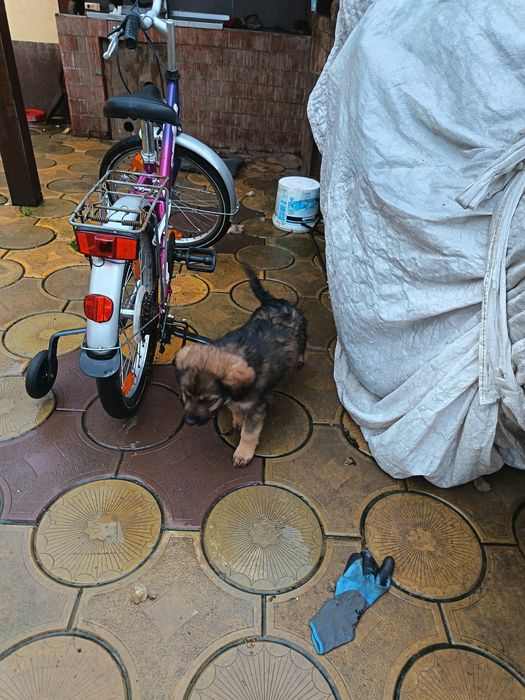 Donez  cățeluși jucausi