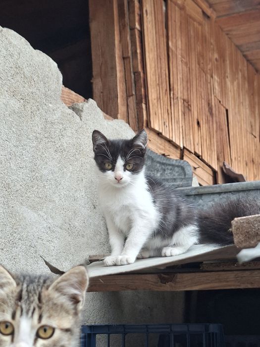 Donez pisici cuminti