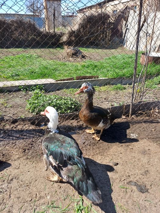 Утки - ШИПУНЫ продам.