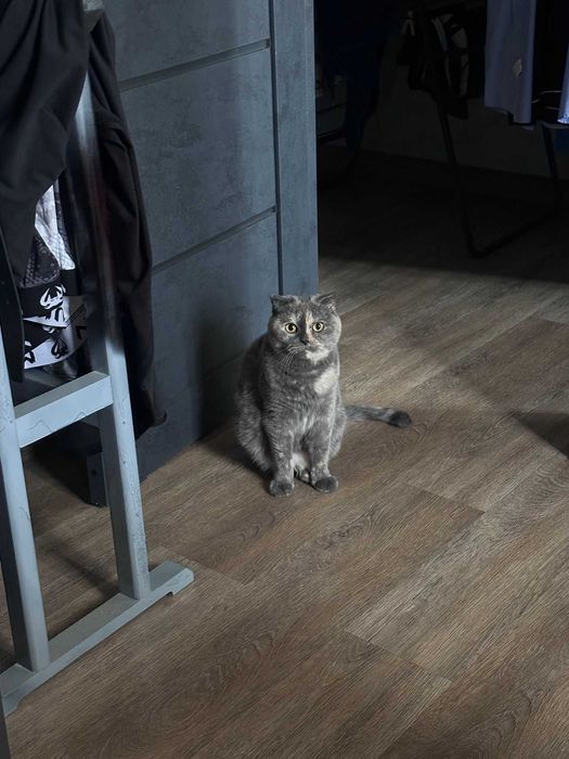 Пристраиваю кошечку