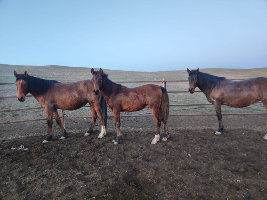 Продаем жеребца годовалого