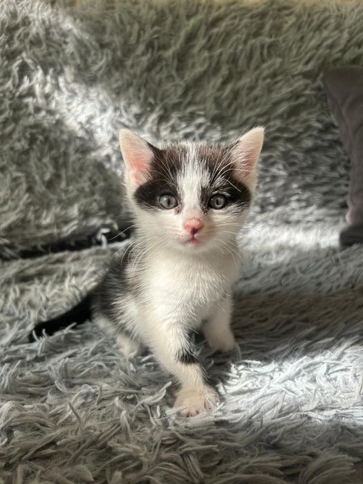 Котята девочки и мальчики в подарок