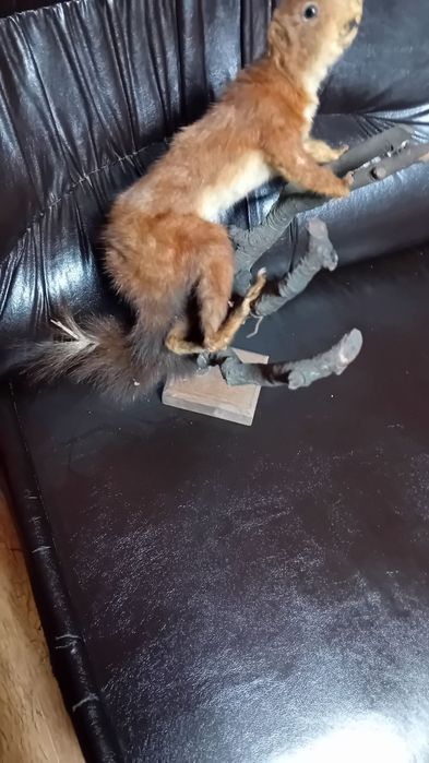 Препарирана  кошута.Катеричка   и  белка