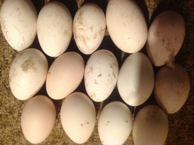 Яйца от гъска гъски Гъши яйца